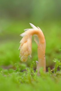 Common Dutchman's pipe