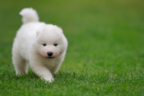 Samoyed Domestic dog