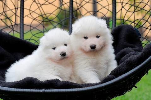 Samoyed Domestic dog