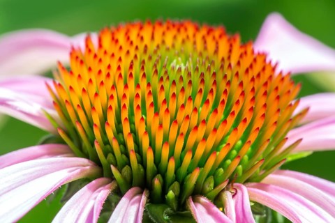 Flower of Purple Cone flower