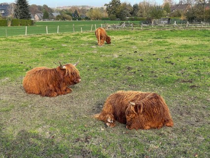 Scottish Highland Cattle