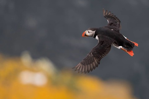 Flying Puffin