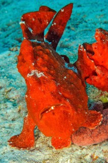 Giant red frogfish