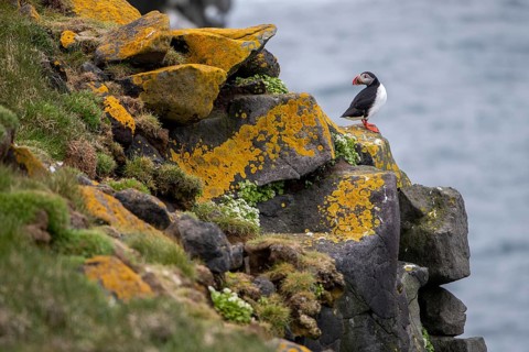 Puffin