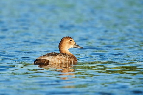 Common pochard
