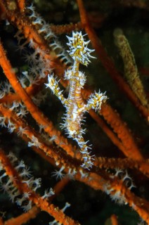Harlequin Ghost Pipefish
