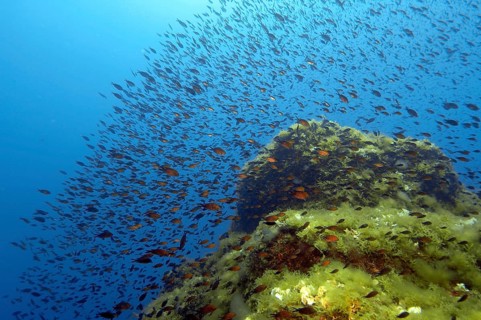 Shoal of Mediterranean Flagfish