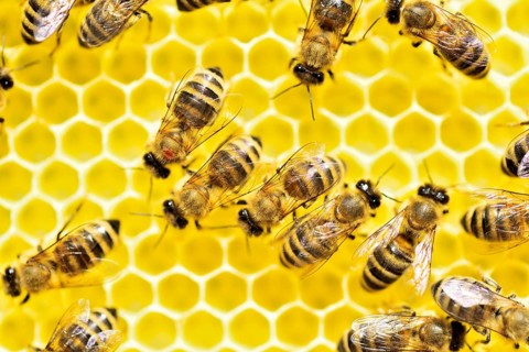 Bee parasite Varroa mite