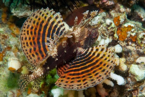 Hawaiian lionfish