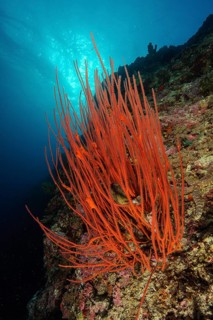 Red whip coral