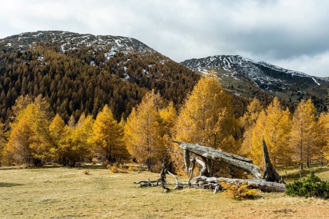 Autumn coloured larches