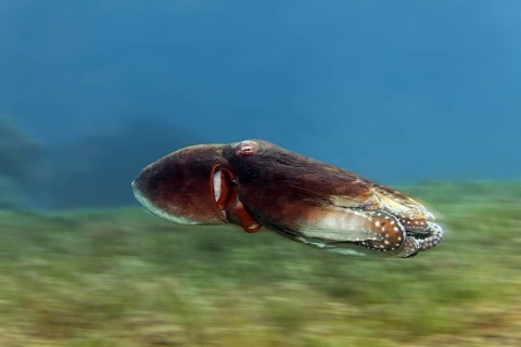 Common octopus