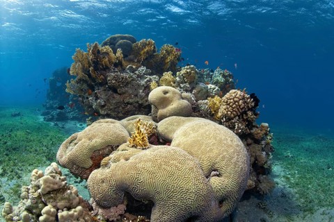 Spotted reef in the middle of seagrass meadow