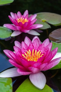 Pink Water lilies