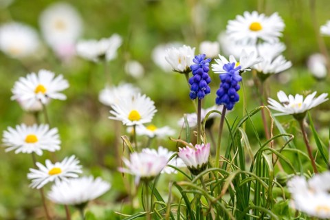 Common daisy