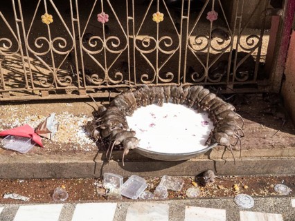 Sacred Rats