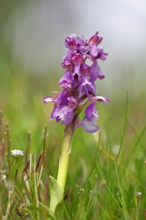 Green-winged orchid