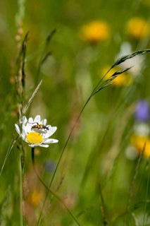 Flowering marguerite