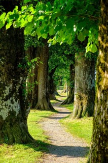 Allee