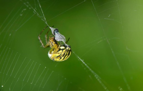Female Linyphia triangularis