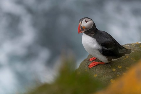 Puffin