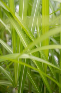 Chinese reed