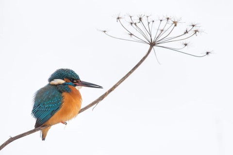 Common kingfisher