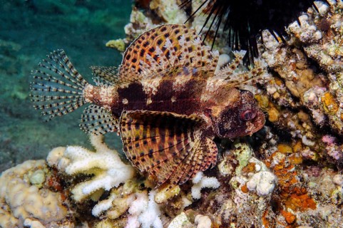 Hawaiian lionfish