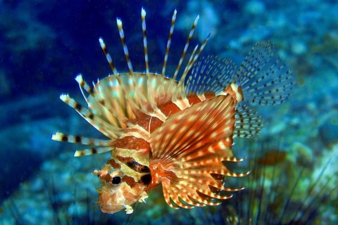 Zebra turkeyfish