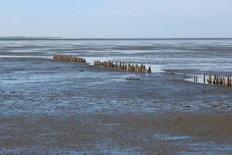 Wooden groynes
