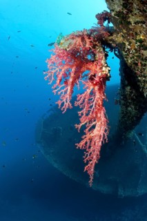 Large soft coral