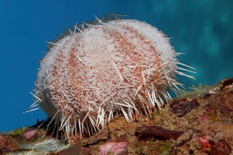 Peacock Collector Urchin
