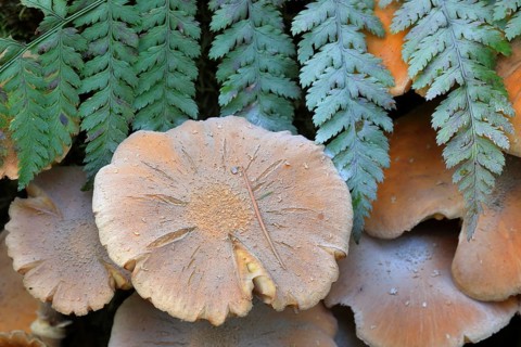 Honey fungus