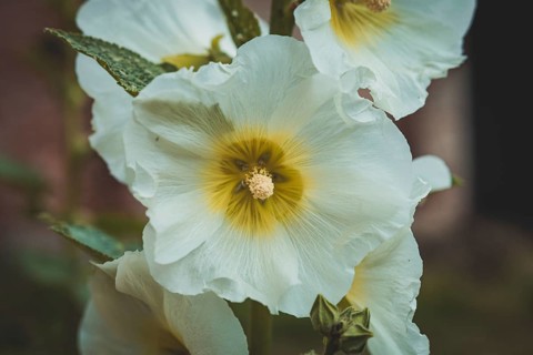 White hollyhocks