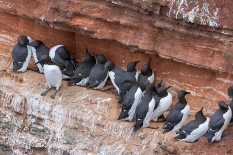 Common guillemots