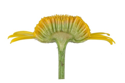 Golden marguerite