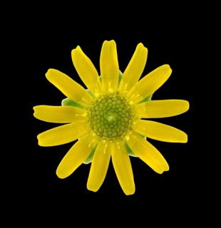 Mexican creeping zinnia