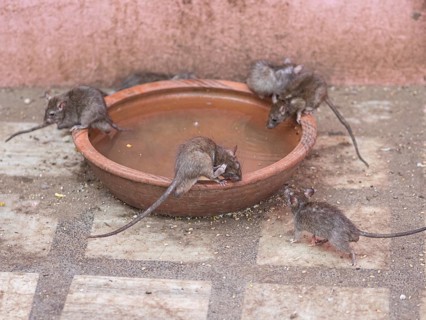 Sacred Rats