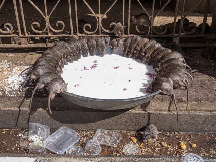 Sacred Rats