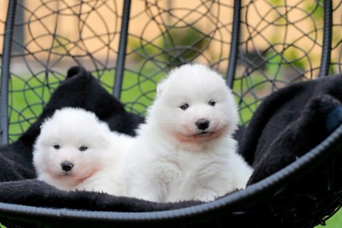 Samoyed Domestic dog