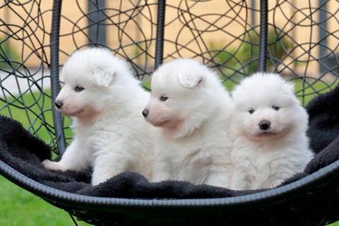 Samoyed Domestic dog