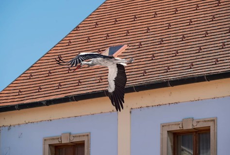 White stork flying through the alleys of Rust on its way to the feeding meadows