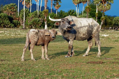 Water buffalo