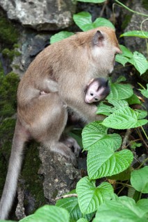 Female Crab-eating macaque
