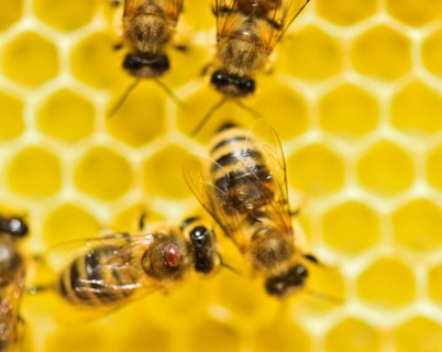 Bee parasite Varroa mite