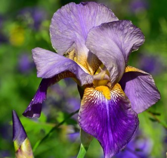 Blue-violet flower of an iris