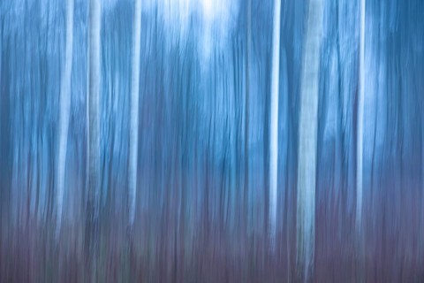 Birch trunks