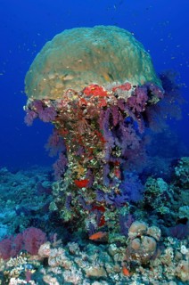 Coral block of stony corals