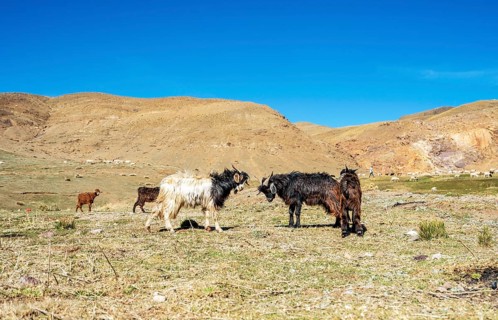 Two goats fighting in High Atlas Mountains in Morocco