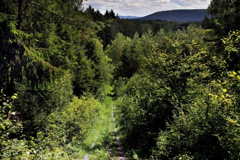 Kolonnenweg